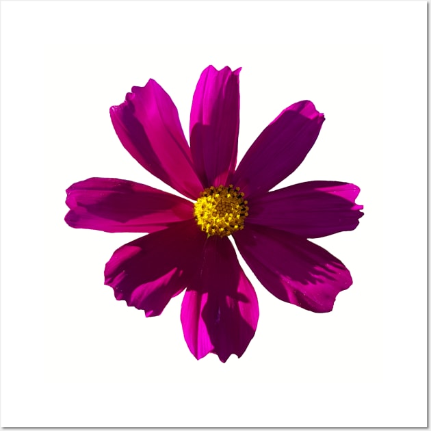 Dark Pink Cosmos Photo Wall Art by ellenhenryart